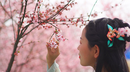 自然实拍唯美春天汉服美女闻樱花4K