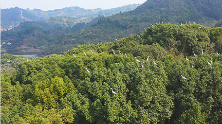 自然实拍春天鸟群繁殖生态自然4K