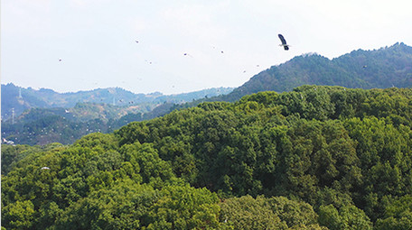 自然实拍春天鸟群繁殖生态自然4K