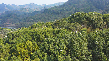 自然实拍春天鸟群繁殖生态自然4K