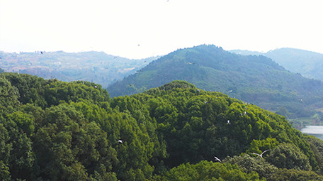 自然实拍春天鸟群繁殖生态自然4K