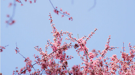 自然实拍春天唯美粉红樱花视频素材4K