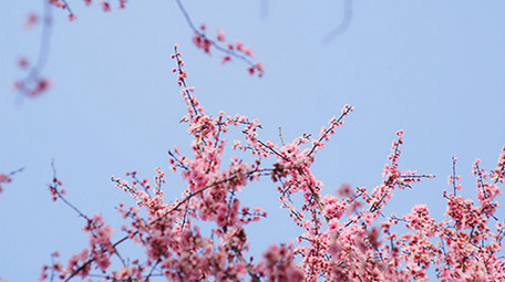 自然实拍春天唯美粉红樱花视频素材4K