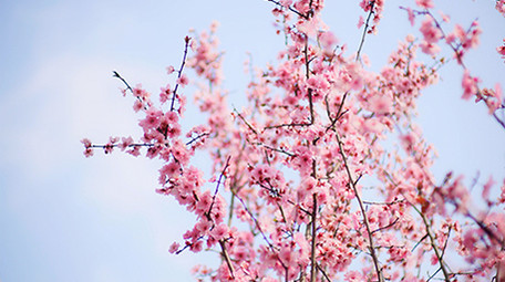 自然实拍春天唯美粉红樱花视频素材4K