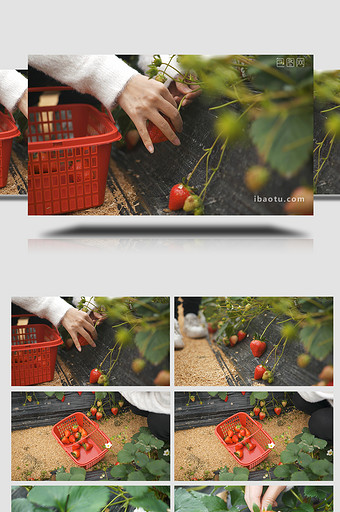 自然田园采摘草莓视频素材4K实拍图片