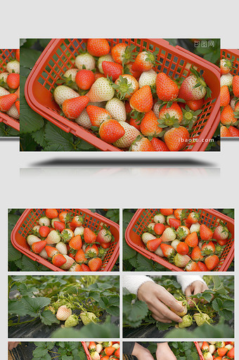自然田园采摘草莓水果篮子视频素材4K实拍图片