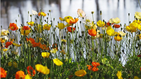 唯美自然盛开的虞美人花朵风景实拍