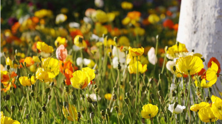 唯美自然盛开的虞美人花朵风景实拍