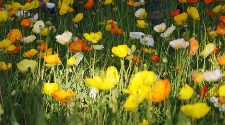 唯美自然盛开的虞美人花朵风景实拍