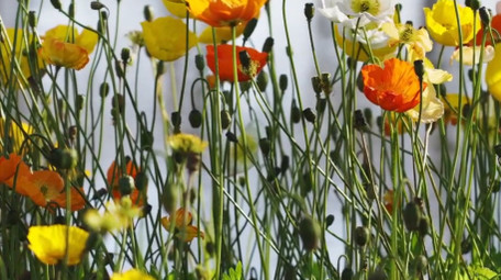 唯美自然盛开的虞美人花朵风景实拍