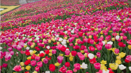 自然唯美大片盛开的郁金香花朵航拍