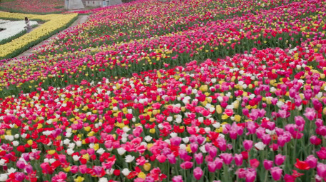 自然唯美大片盛开的郁金香花朵航拍