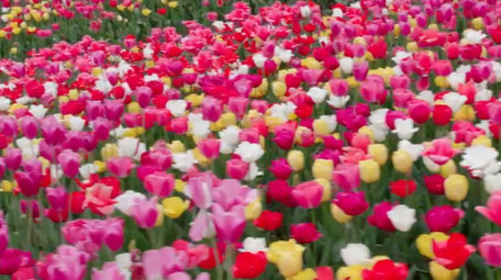 自然唯美大片盛开的郁金香花朵航拍