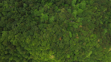 大山深处森林茂密葱绿高清实拍