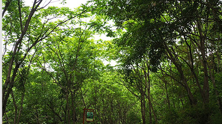 大山深处森林茂密葱绿高清实拍