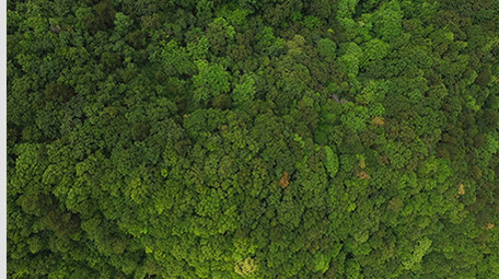 大山深处森林茂密葱绿高清实拍