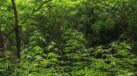 大山深处森林茂密葱绿高清实拍