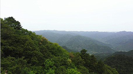 大山深处森林茂密葱绿高清实拍