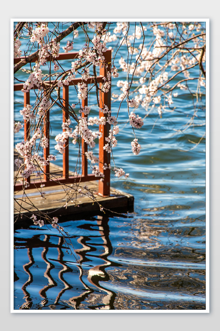 浪漫的唯美的颐和园湖边山桃花摄影图片图片