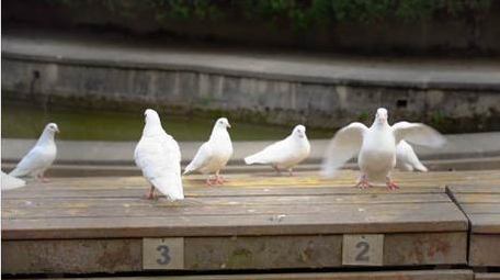 唯美动物和平鸽4k实拍