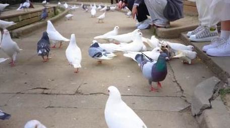 唯美动物和平鸽4k实拍