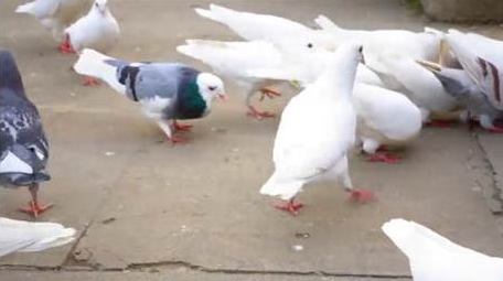 唯美动物和平鸽4k实拍
