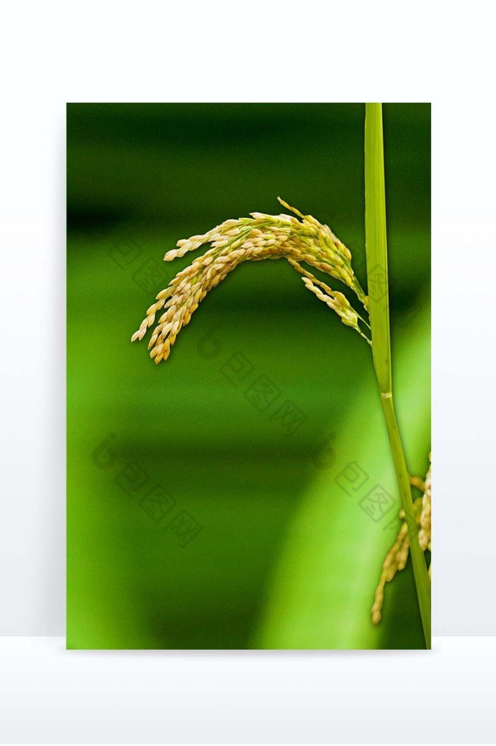 小满节气水稻图片图片