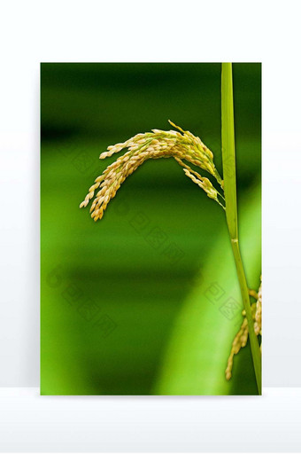 小满节气绿色水稻背景图片