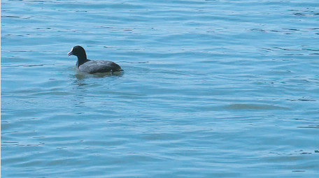 野外动物候鸟湖中嬉戏4K视频