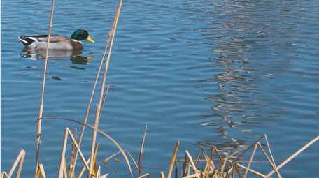 野外动物候鸟湖中嬉戏4K视频