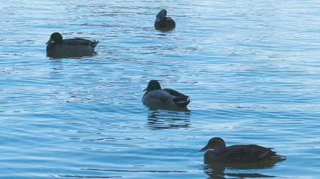 野外动物候鸟湖中嬉戏4K视频