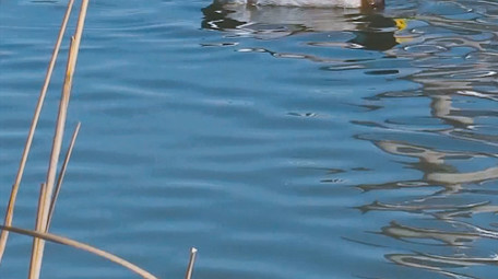 野外动物候鸟湖中嬉戏4K视频