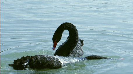 野外动物候鸟黑天鹅湖中嬉戏4K视频