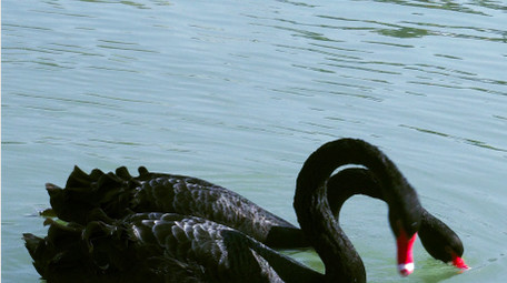 野外动物候鸟黑天鹅湖中嬉戏4K视频