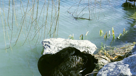 野外动物候鸟黑天鹅湖中嬉戏4K视频