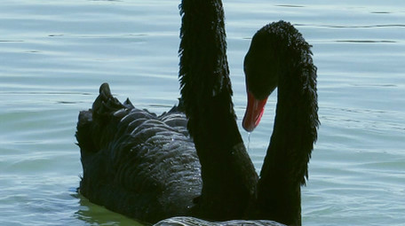 野外动物候鸟黑天鹅湖中嬉戏4K视频