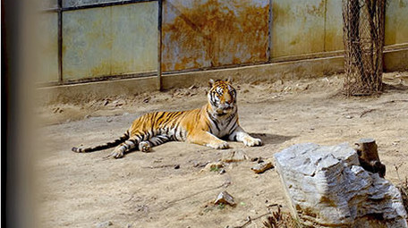 动物园里的猛兽狮子老虎实拍