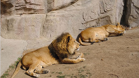 动物园里的猛兽狮子老虎实拍