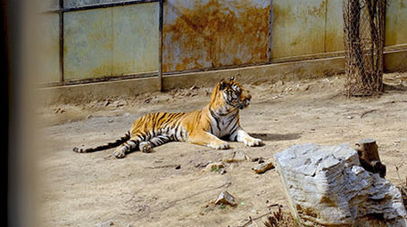 动物园里的猛兽狮子老虎实拍
