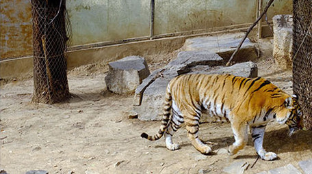 动物园里的猛兽狮子老虎实拍