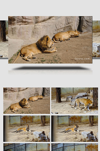 动物园里的猛兽狮子老虎实拍图片