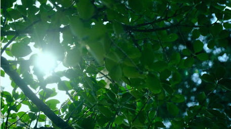 漏光太阳穿过树叶绿叶光斑大树自然写意实拍
