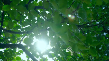 漏光太阳穿过树叶绿叶光斑大树自然写意实拍