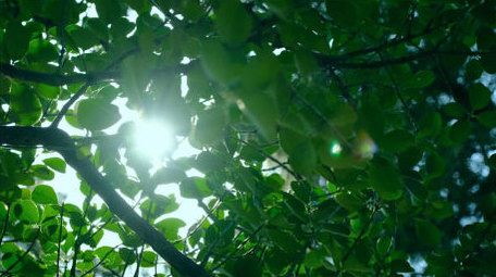 漏光太阳穿过树叶绿叶光斑大树自然写意实拍