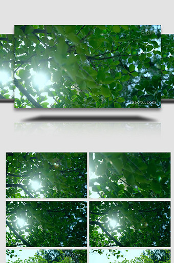 漏光太阳穿过树叶绿叶光斑大树自然写意实拍图片