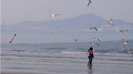海鸥盘旋蔚蓝大海喂食喂鸟海滩自然海洋实拍