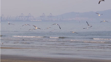 海鸥盘旋蔚蓝大海喂食喂鸟海滩自然海洋实拍
