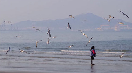 海鸥盘旋蔚蓝大海喂食喂鸟海滩自然海洋实拍
