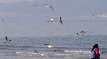 海鸥盘旋蔚蓝大海喂食喂鸟海滩自然海洋实拍