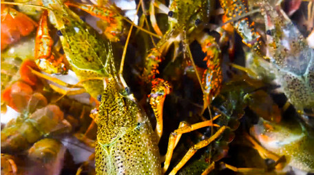 动物水产品小龙虾新鲜食材4K实拍